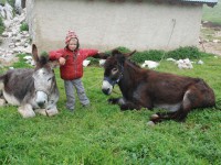 Compagnon&rsquo;ânes