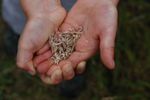 tn_DSC_2463