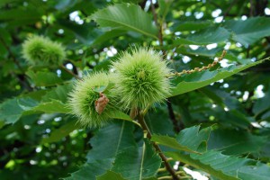 tn_DSC_2905
