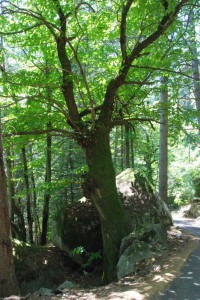 tn_DSC_2954