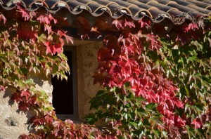 tn_DSC_1175