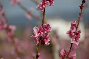 tn_DSC_0582