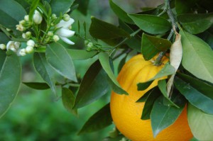 tn_DSC_0736